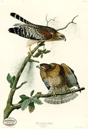 PDXC20591 -- Audubon Red-Shouldered Hawk