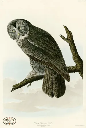 PDXC20887 -- Audubon Great Cinereous Owl