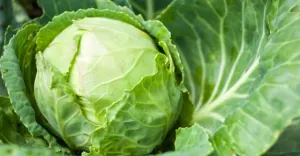 Repolyo (Cabbage) / 1 kg