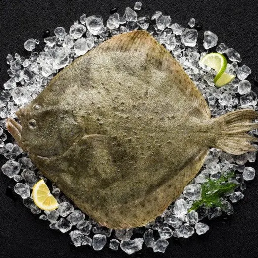 Turbot